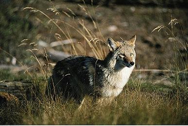 前《星际争霸2》设计师公布RTS新作《Battle Aces》