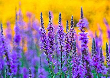 叙事解谜视觉小说《去远方》Steam页面 明年发售